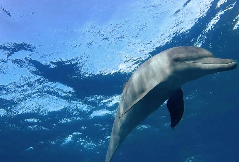 Kizimkazi Dolphins