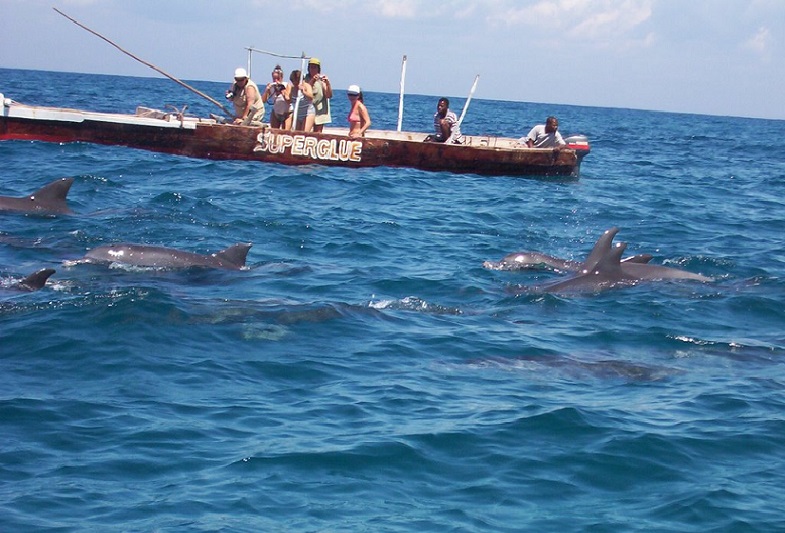 Kizimkazi Dolphins
